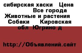 l: сибирская хаски › Цена ­ 10 000 - Все города Животные и растения » Собаки   . Кировская обл.,Югрино д.